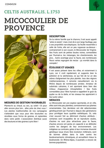 Fiche : Micocoulier de Provence