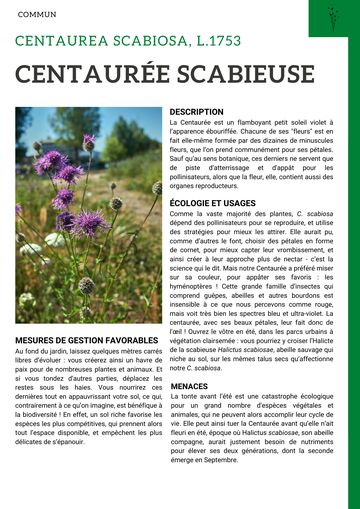 Fiche : Centaurée scabieuse