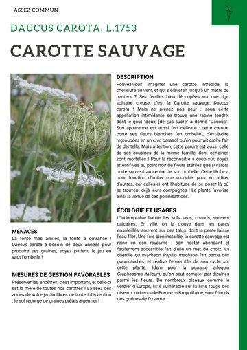 Fiche : Carotte sauvage