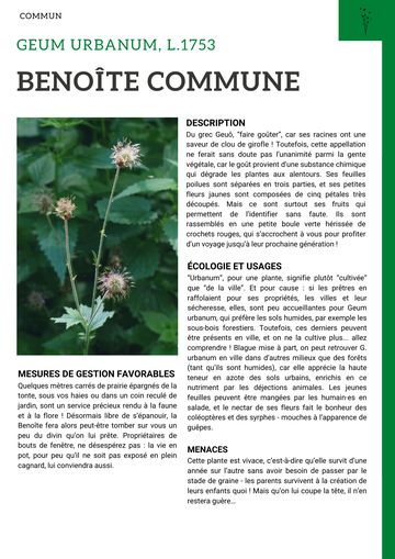 Fiche : Benoîte commune