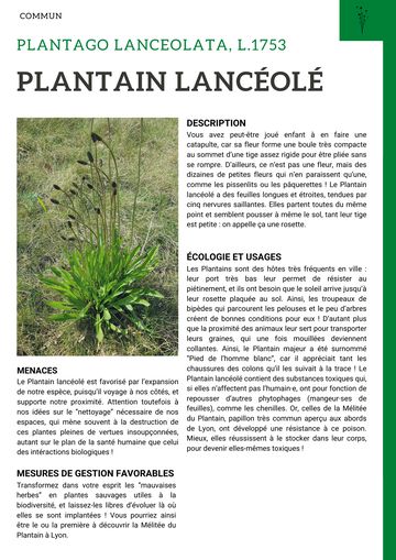 Fiche : Plantain lancéolé