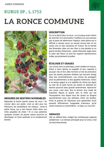 Fiche : Ronce commune