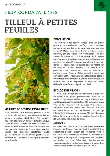 Fiche : Tilleul à petites feuilles