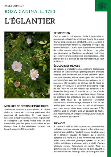 Fiche : Églantier