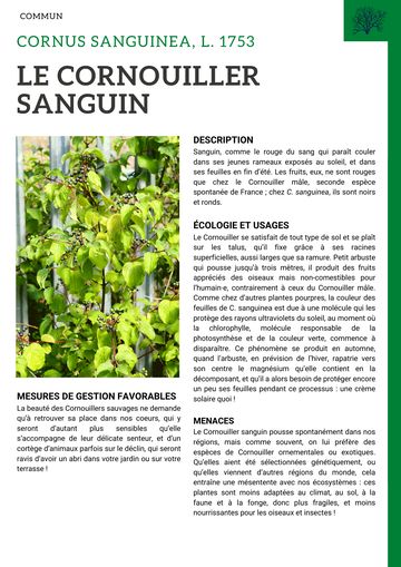 Fiche : Cornouiller sanguin