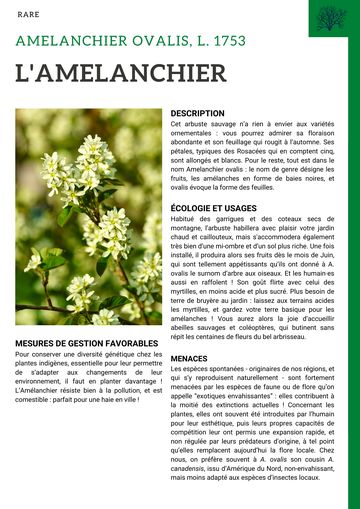 Fiche : Amélanchier
