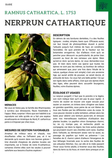 Fiche : Nerprun cathartique