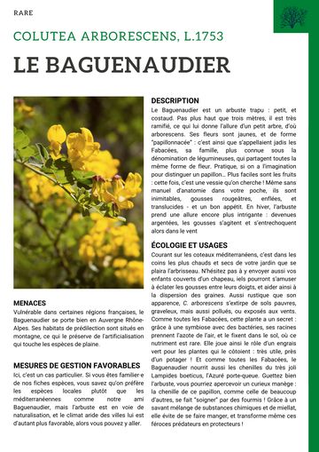 Fiche : Baguenaudier