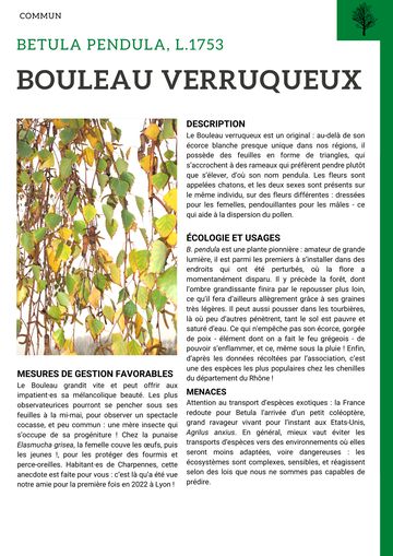 Fiche : Bouleau verruqueux