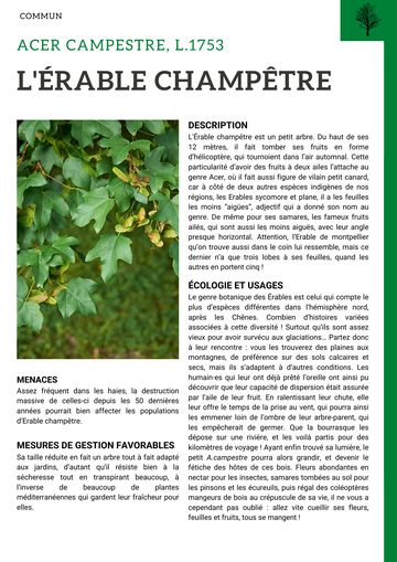Fiche : Érable champêtre