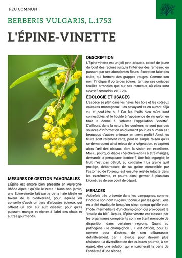 Fiche : Épine-vinette