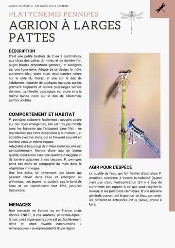 Fiche : Agrion à larges pattes