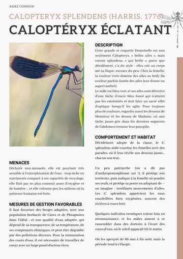 Fiche : Caloptéryx éclatant