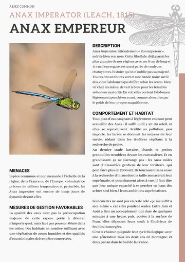 Fiche : Anax empereur