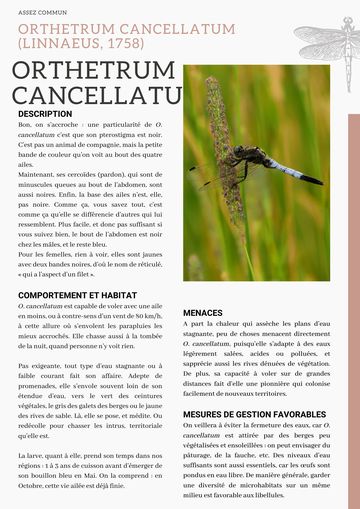Fiche : Orthétrum réticulé