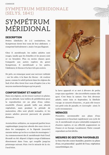 Fiche : Sympétrum méridional