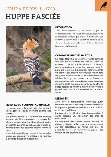 Fiche : Huppe fasciée