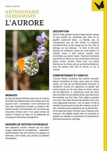 Fiche : Aurore