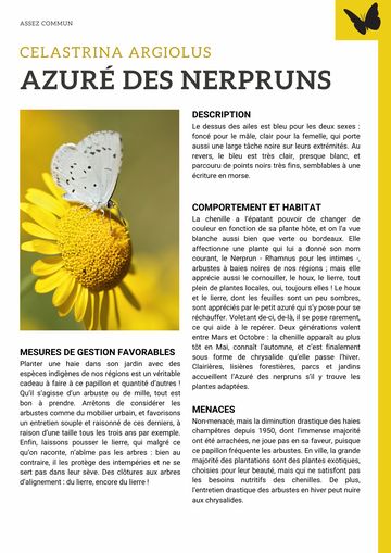 Fiche : Azuré des nerpruns