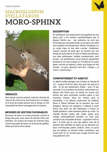 Fiche : Moro-sphinx