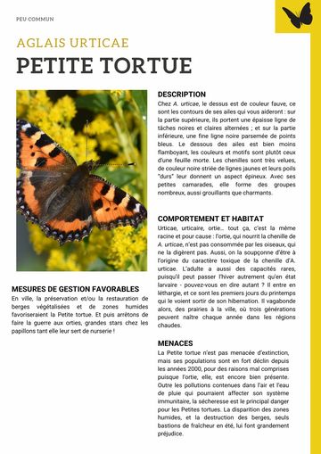 Fiche : Petite tortue