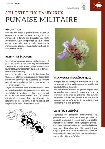 Fiche : Punaise militaire