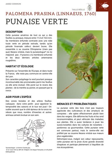 Fiche : Punaise verte
