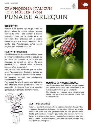 Fiche : Punaise arlequin