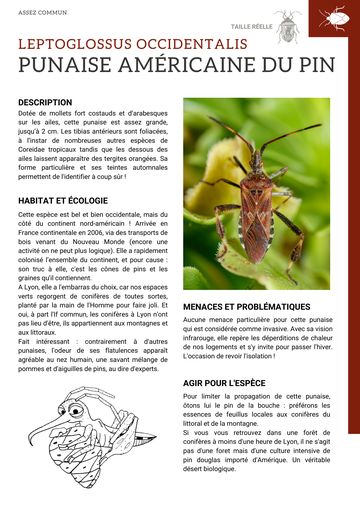 Fiche : Punaise américaine du pin