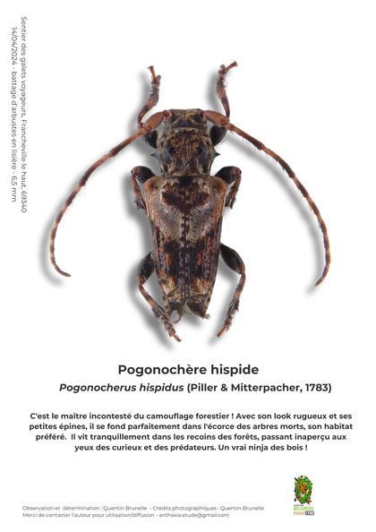 Fiche : Pogonochère hispide
