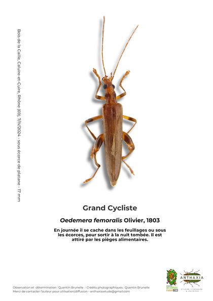Fiche : Grand cycliste