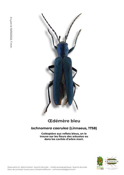 Fiche : Œdémère bleu