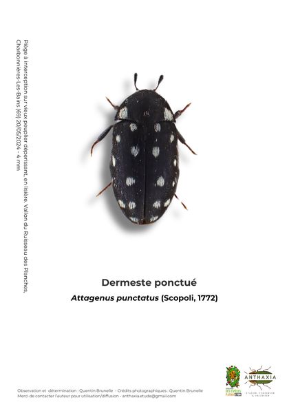 Fiche : Dermeste ponctué