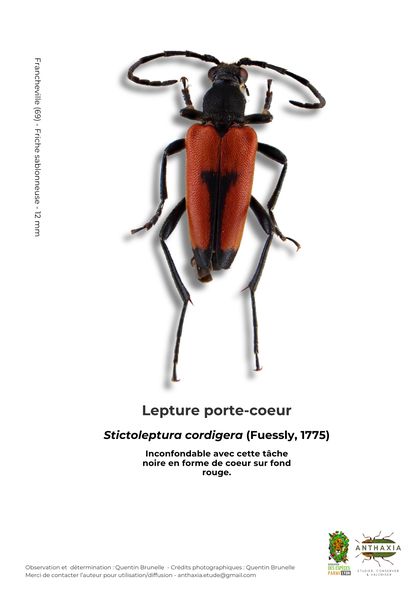 Fiche : Lepture porte-cœur