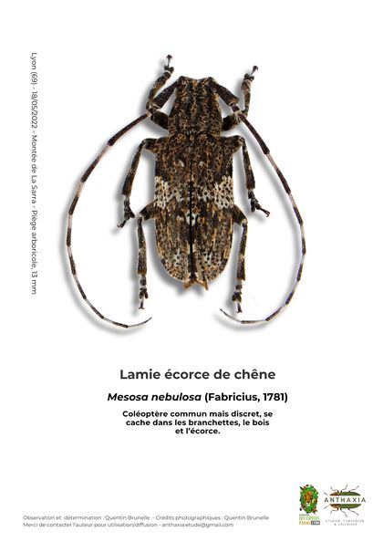 Fiche : Lamie écorce de chêne