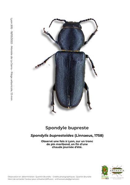 Fiche : Spondyle bupreste