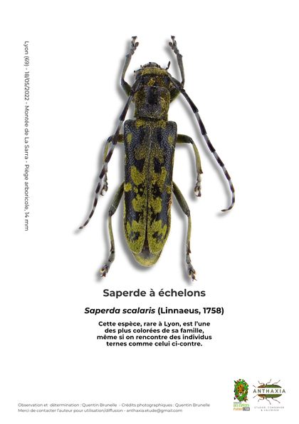 Fiche : Saperde à échelons