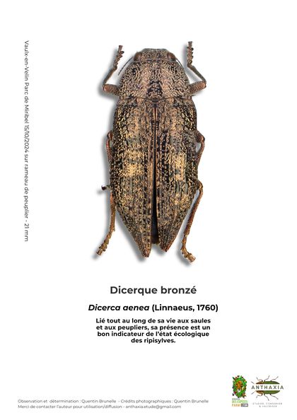 Fiche : Dicerque bronzé