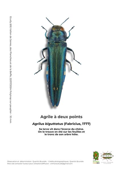 Fiche : Agrile à deux points