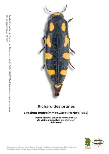 Fiche : Richard des prunes