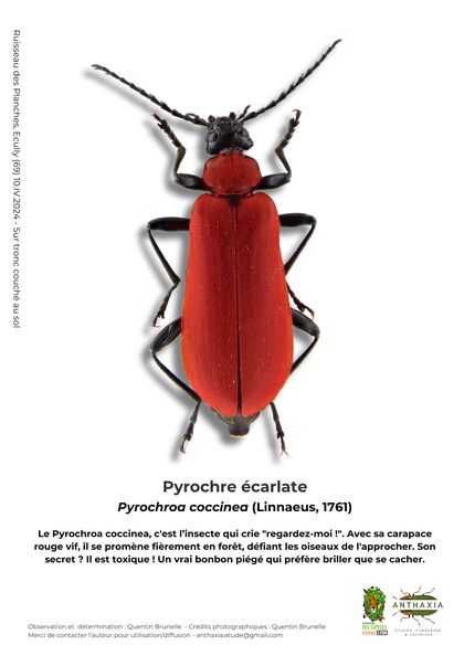 Fiche : Pyrochre écarlate