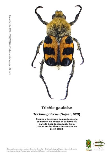 Fiche : Trichie gauloise