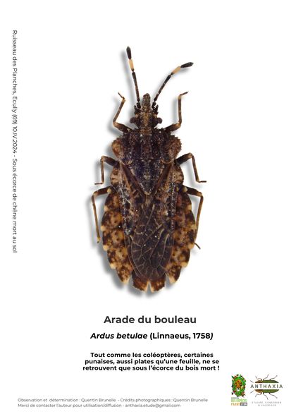 Fiche : Arade du bouleau