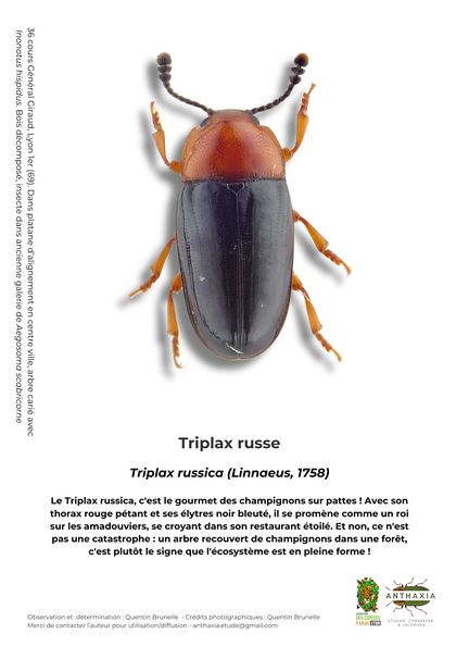 Fiche : Triplax russe