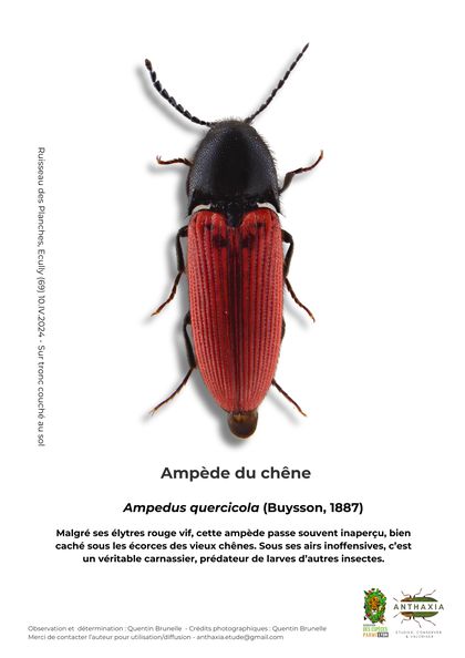 Fiche : Ampède du chêne