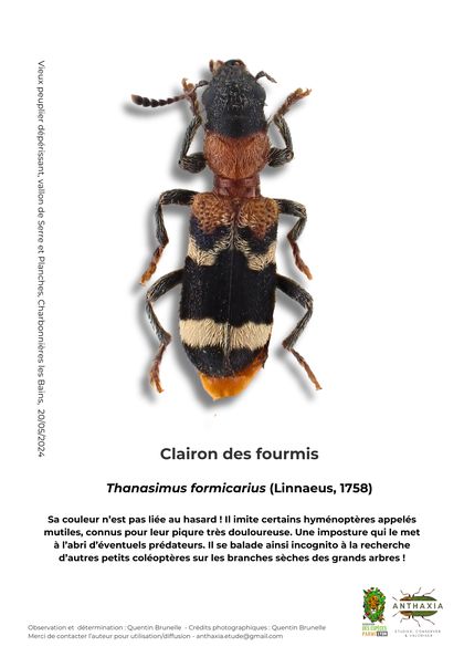 Fiche : Clairon des fourmis