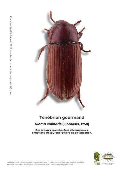 Fiche : Ténébrion gourmand