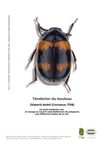 Fiche : Ténébrion du bouleau