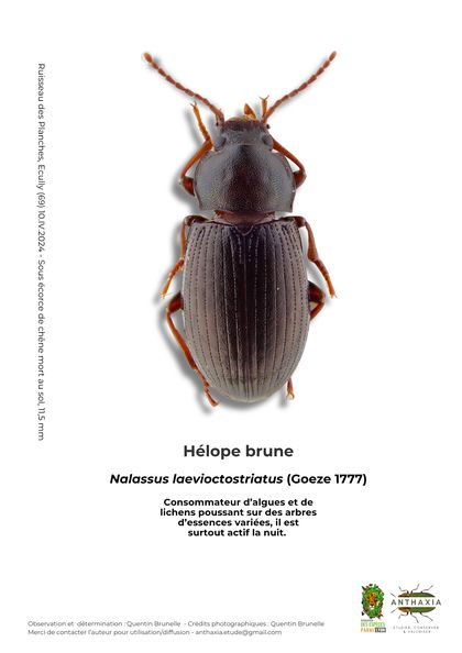 Fiche : Hélope brune